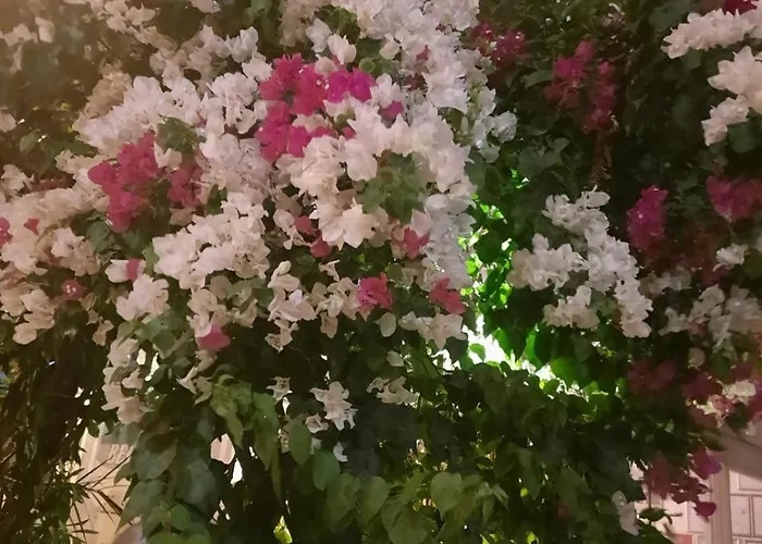 Beyaz Gazde/Camere de închiriat